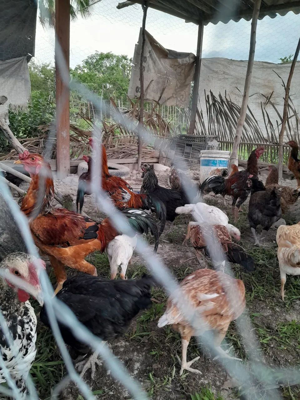 Galinhas caipira. - Foto 3