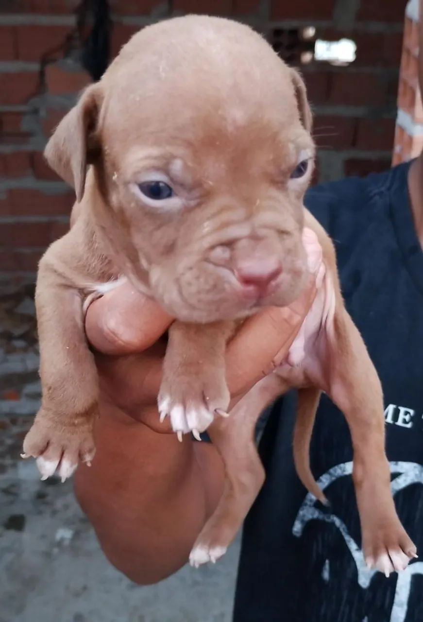 Pit bull - Foto 3