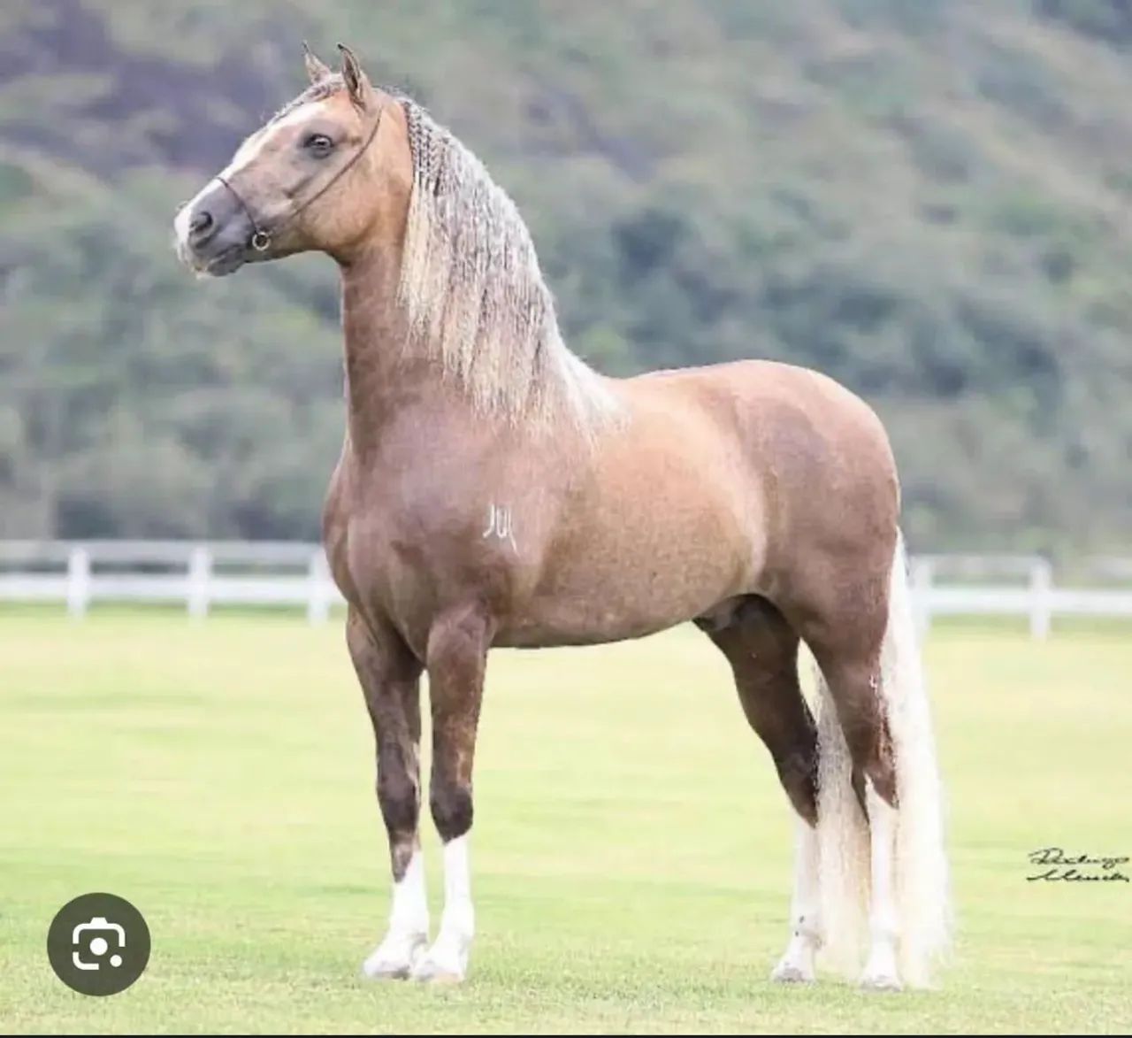 Potro MM REGISTRADO  - Foto 2