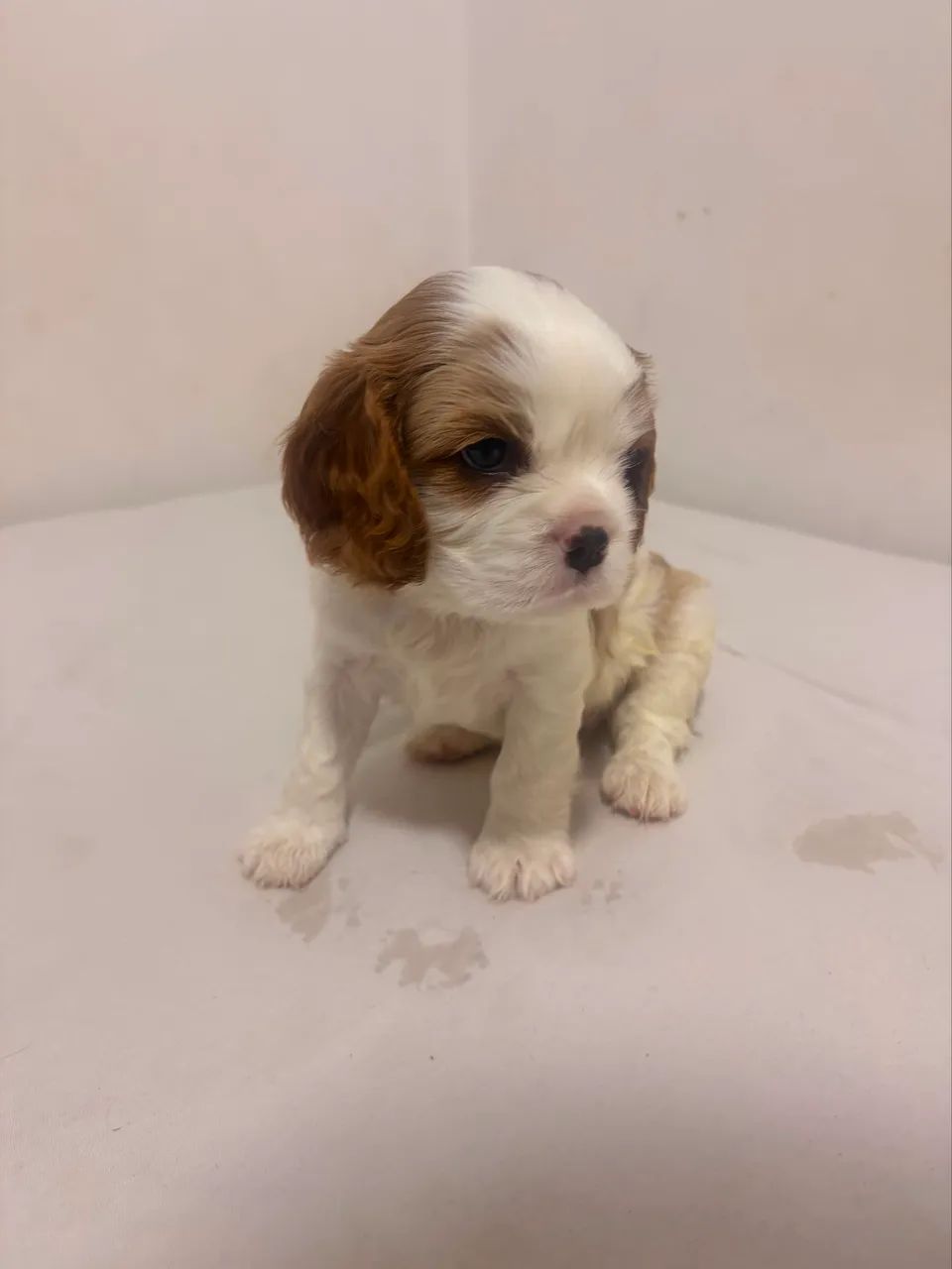 FILHOTES CAVALIER KING 