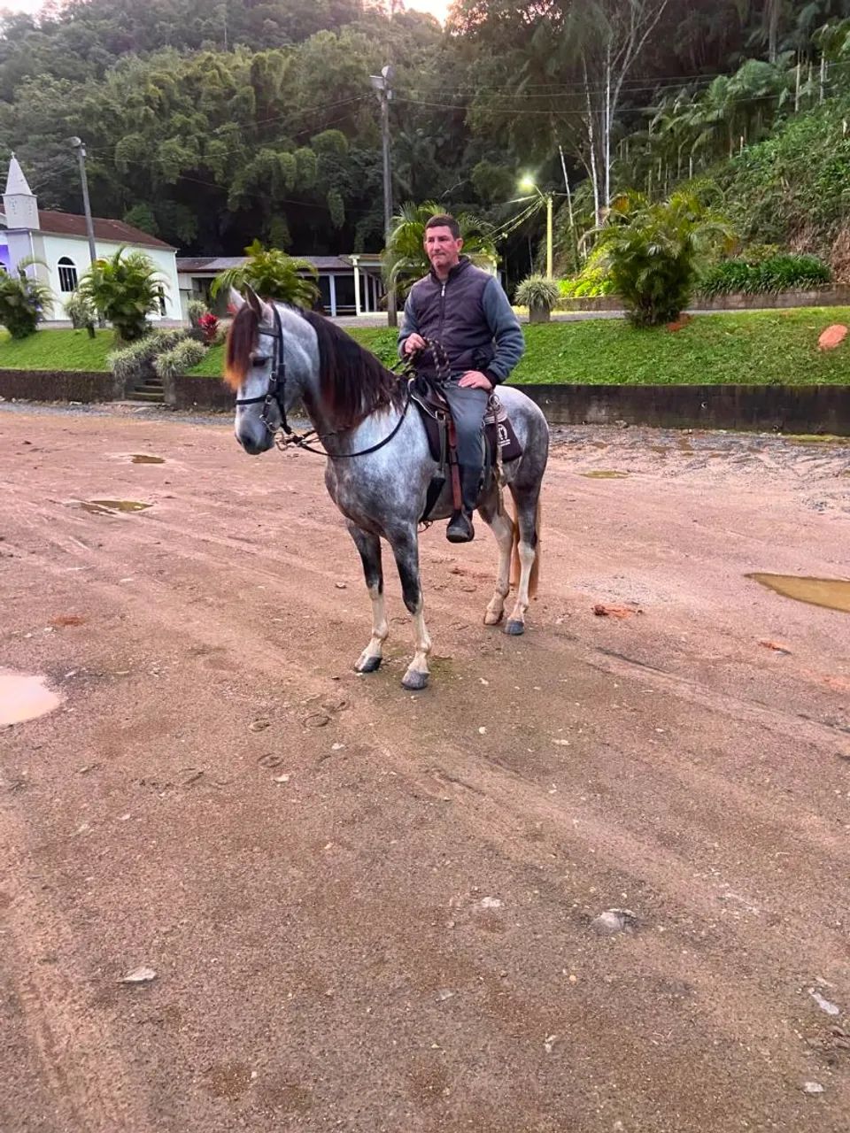 Cavalos mangalarga  - Foto 5