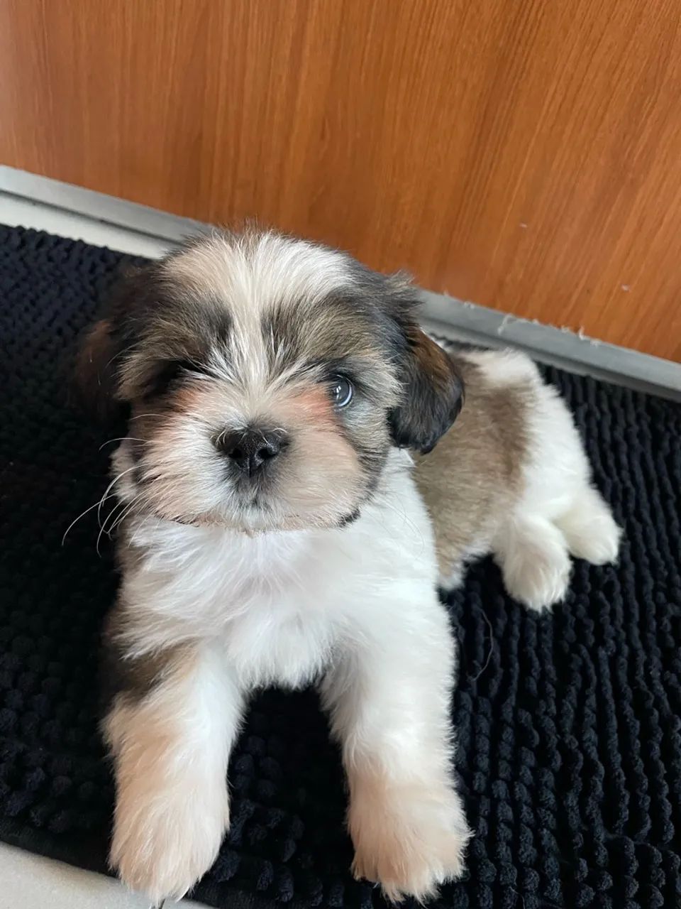 Shih tzu macho  - Foto 2