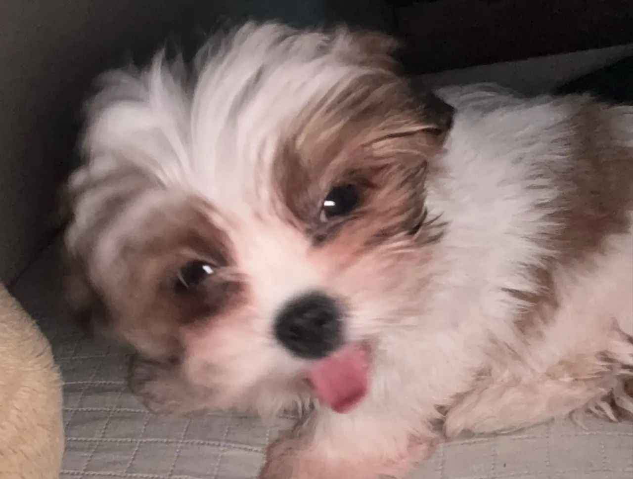 Cachorrinho  - Foto 2