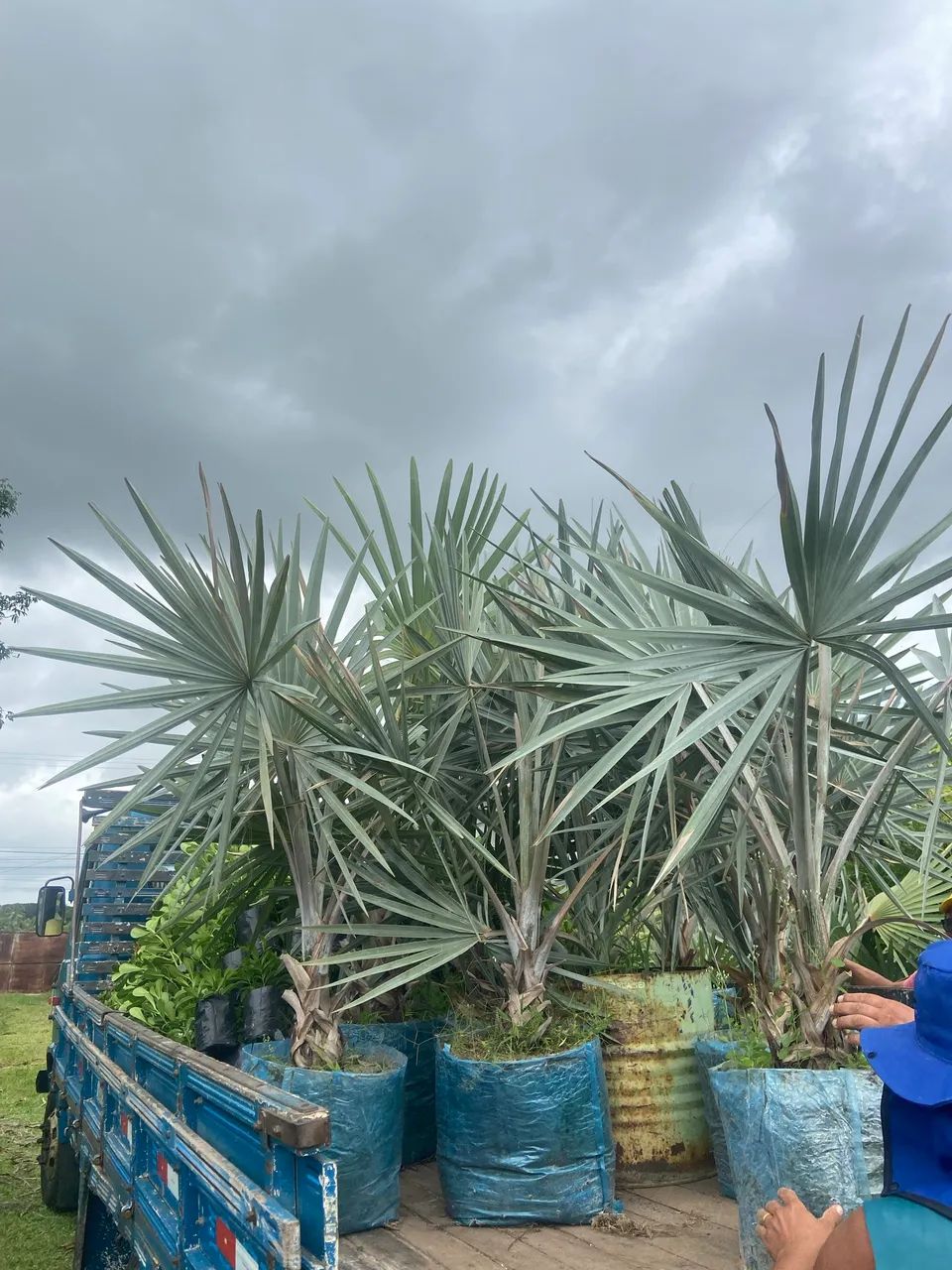 Palmeira azul