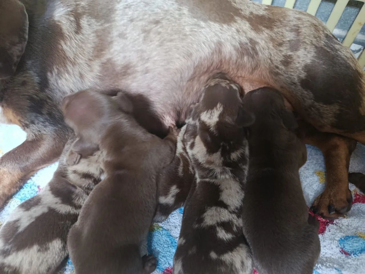 Dachshund pelo curto !!!