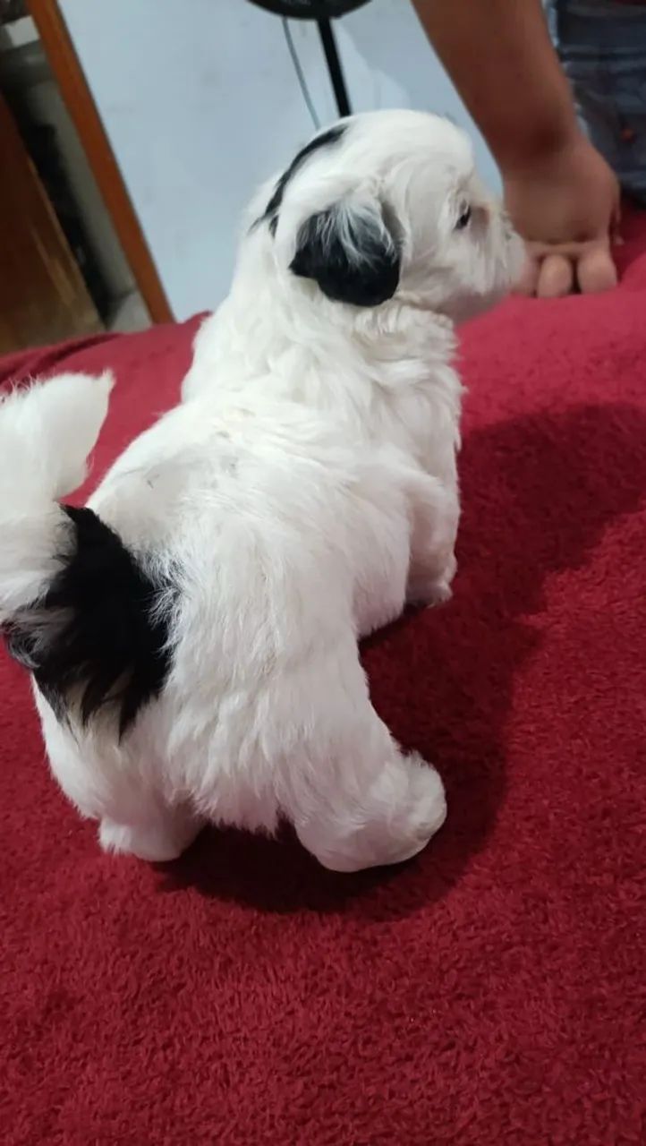 Shih tzu - Foto 4