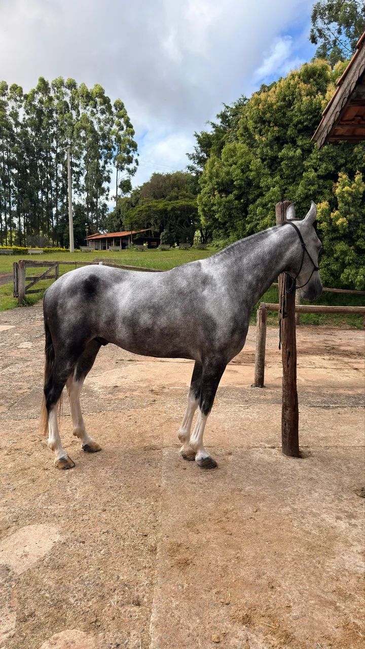 Cavalo Mangalarga Marchador  - Foto 2