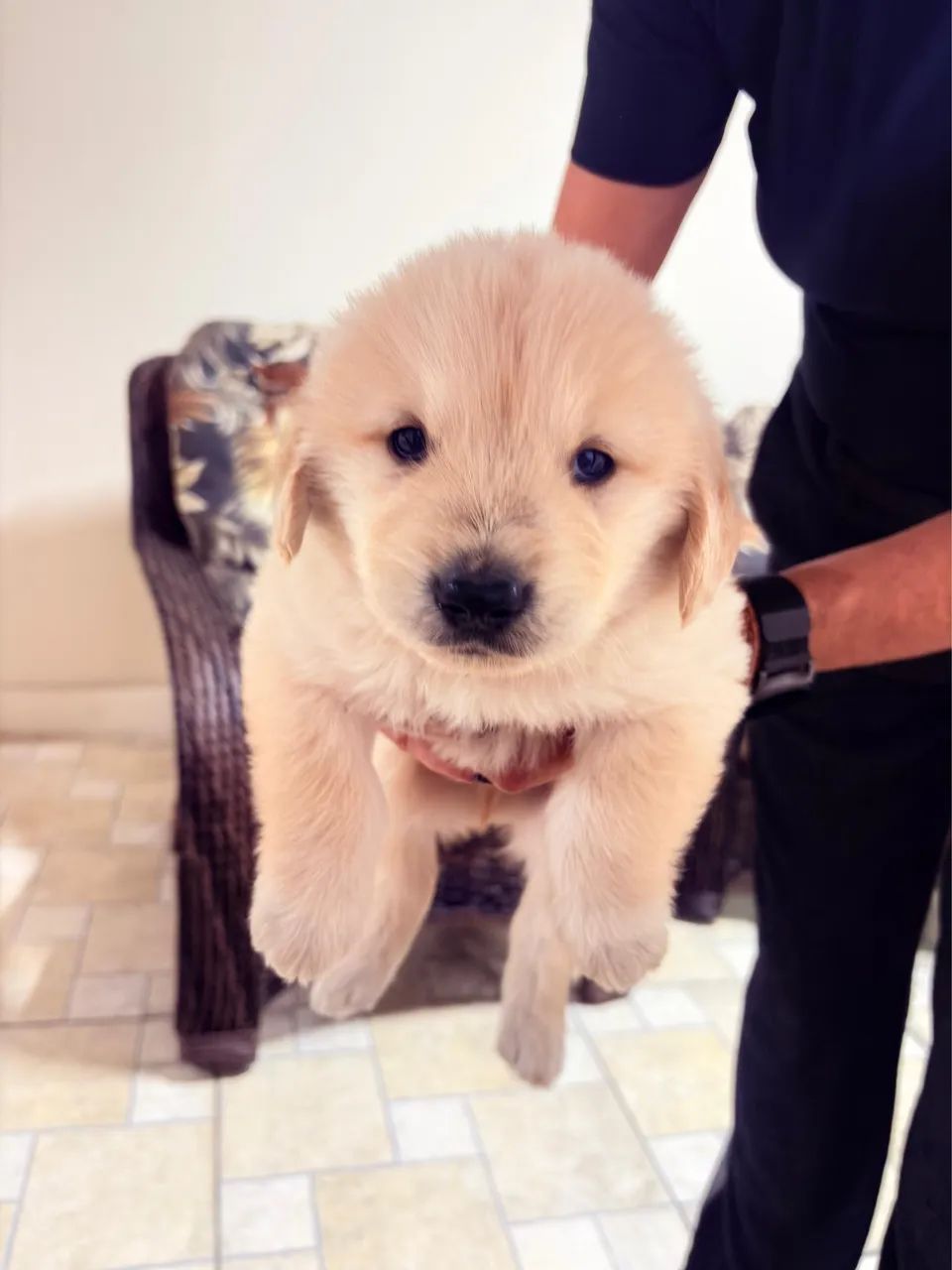 Golden retriever  - Foto 4