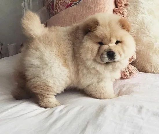 Chow chow americano top  - Foto 4