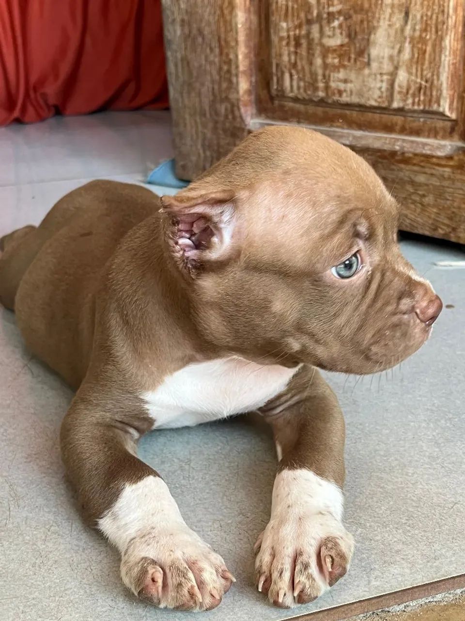PIT BULL - Foto 3