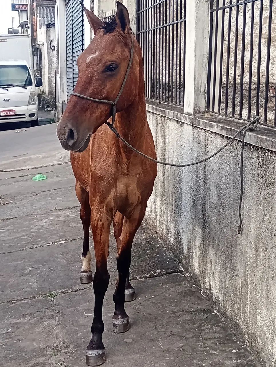 Égua castanha de picado pra venda ou negócio 
