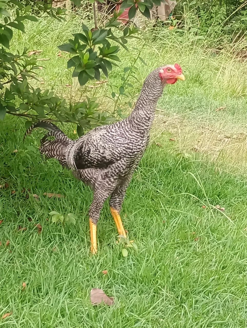 Galinhas e frangos - Foto 2
