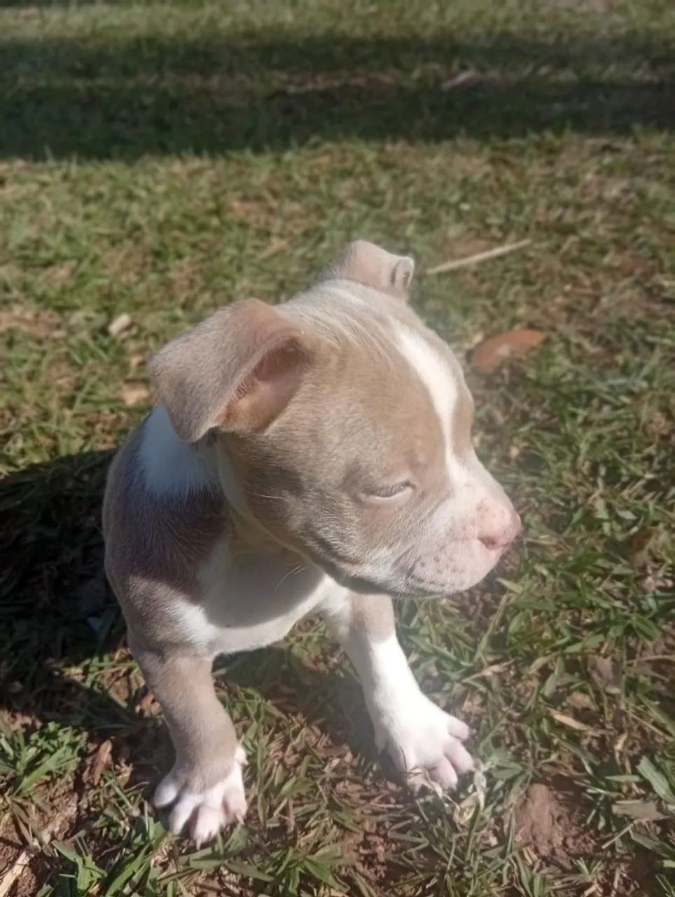 América bully - Foto 4
