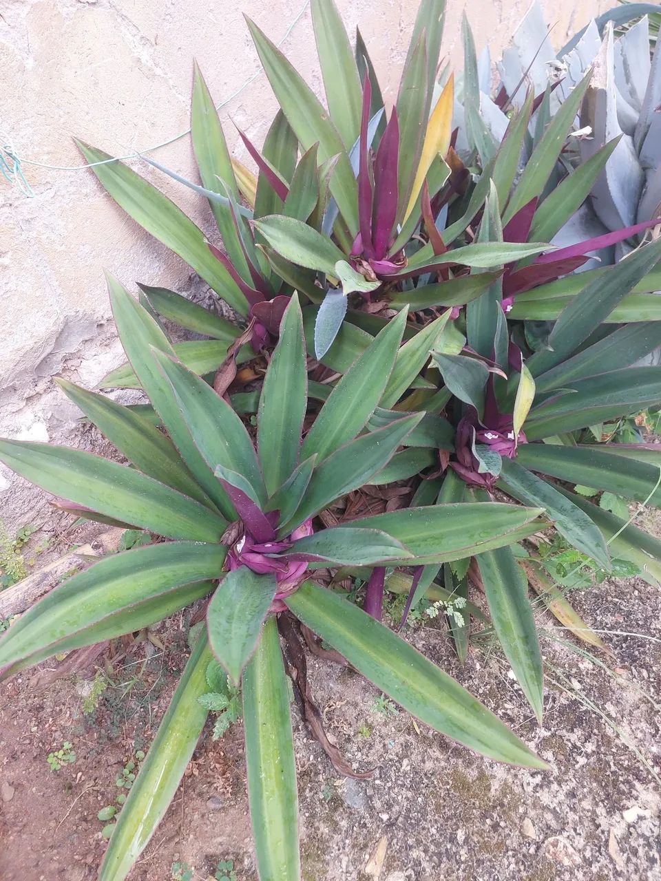 Mudas de Plantas variadas - Foto 2