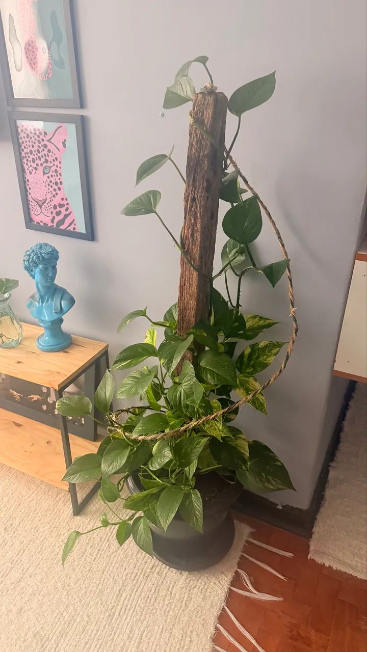 Plantas  - Foto 4