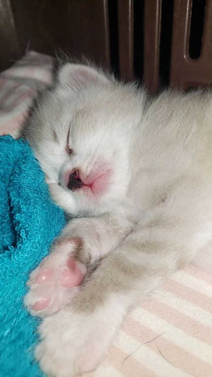 Doaç ão responsável de gato - Foto 2