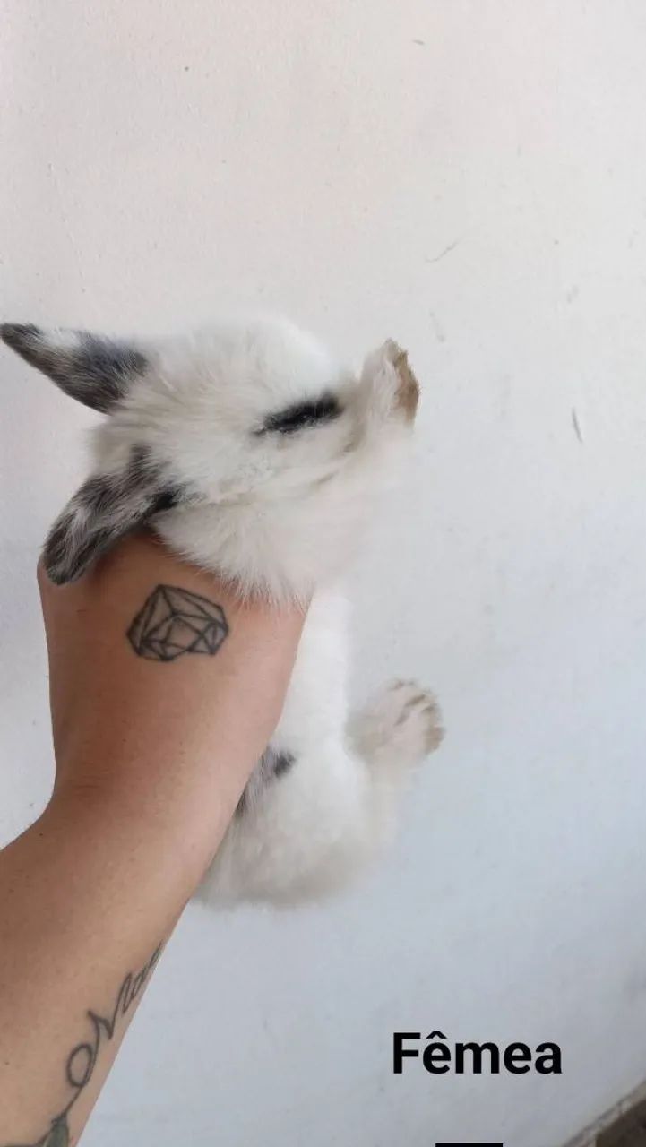 Lionhead coelho  - Foto 2