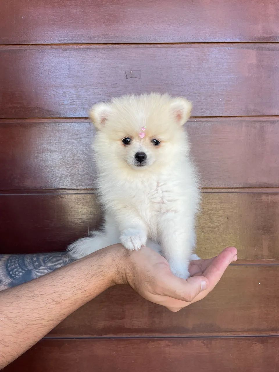 Lulu da Pomerania Fêmea 