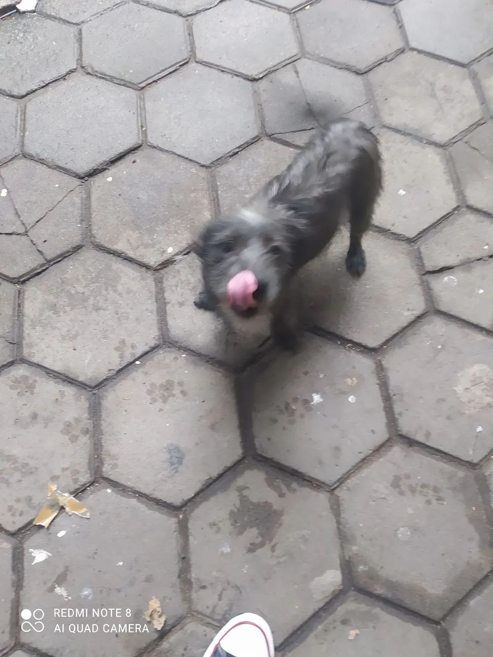 Cadela para adoção  - Foto 4