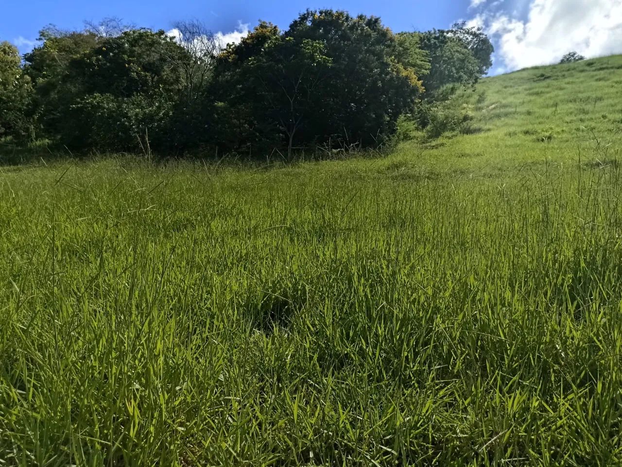 Sítio Alpercata 25.000m2 com casa - Foto 2