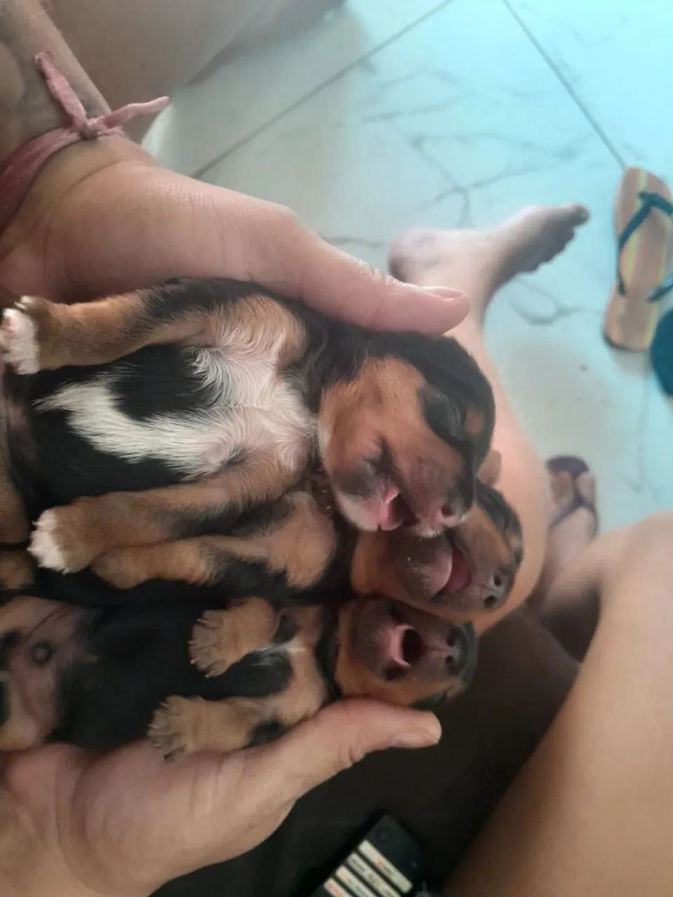 Filhotes de Yorkshire Terrier 