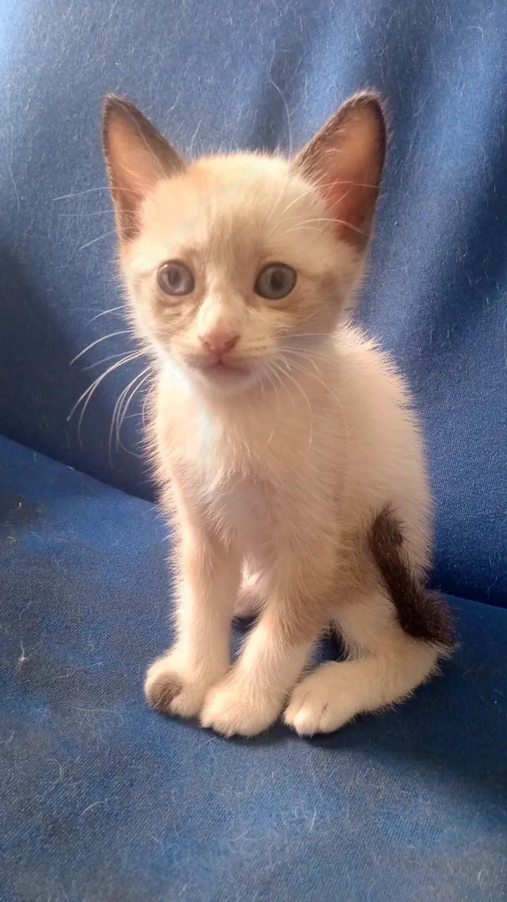 Filhotes para adoção  - Foto 3