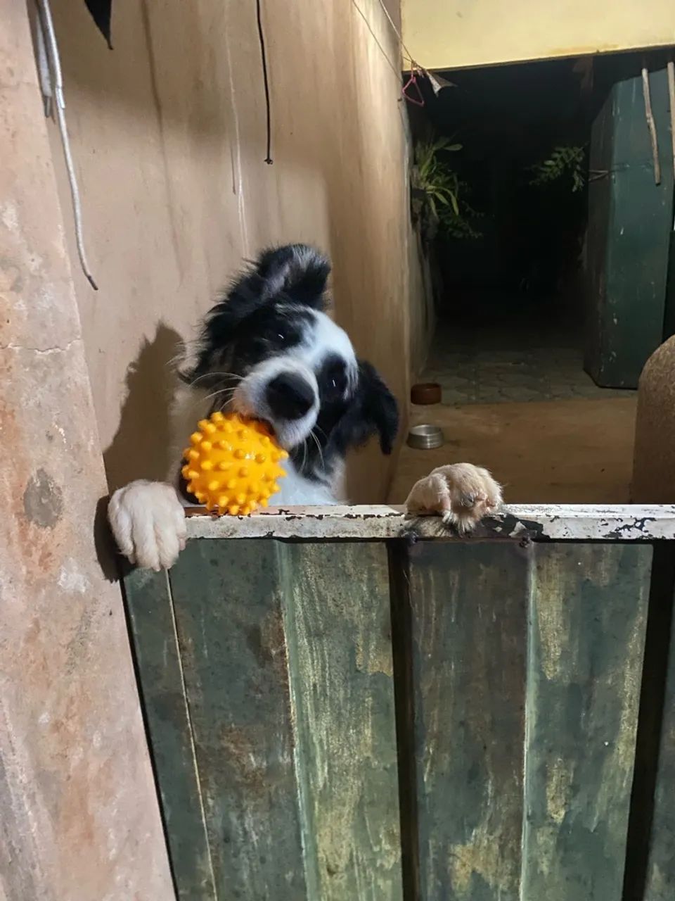 Border collie  - Foto 2
