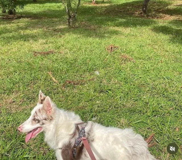 Vendo Boder Collie - Foto 4