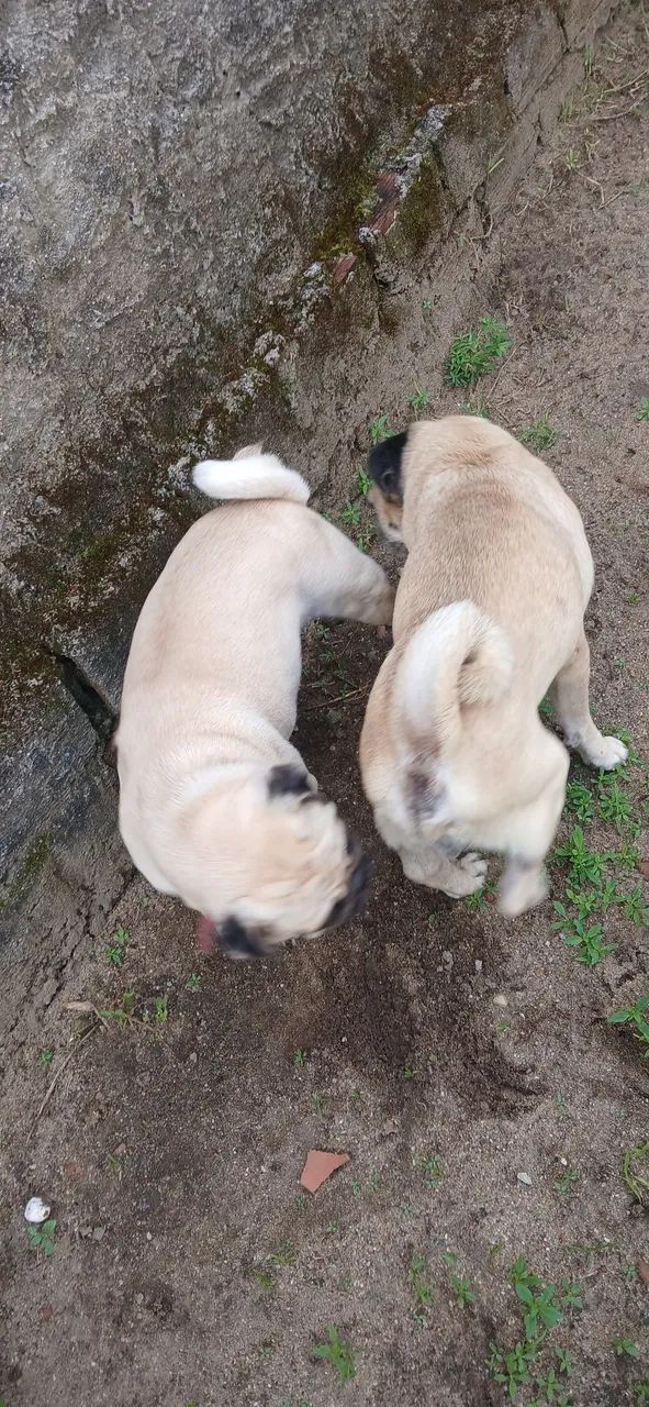 Casal de pung  - Foto 2