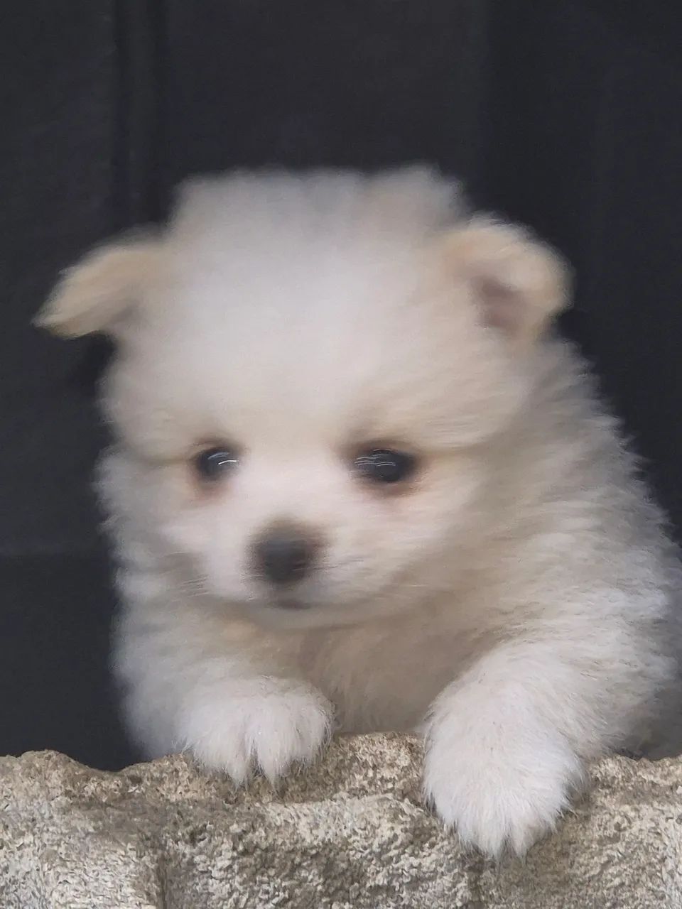SPITZ ALEMÃO ANÃO  - Foto 2