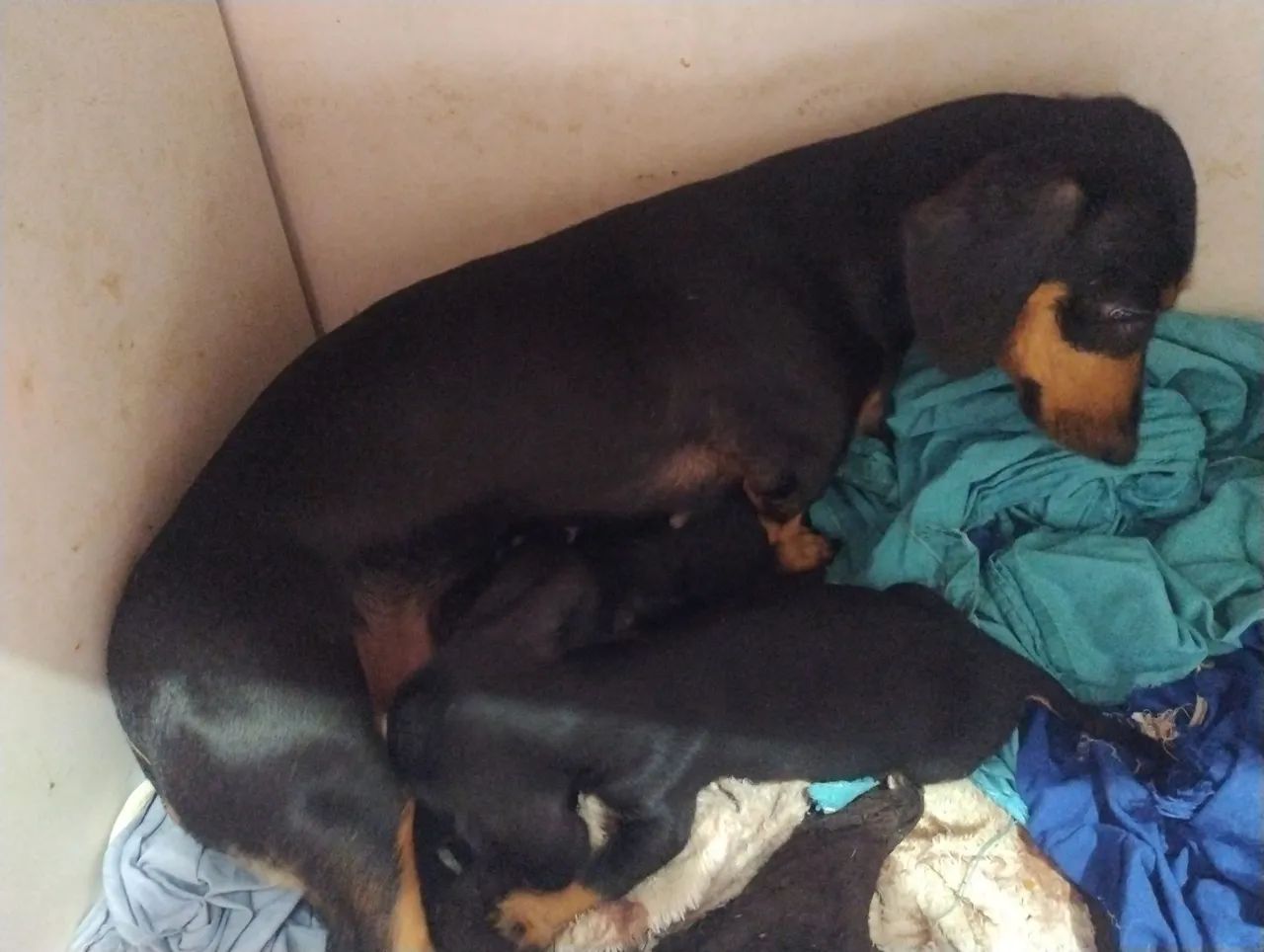DASCHUND PRETO E BLACK E TAN - Foto 3
