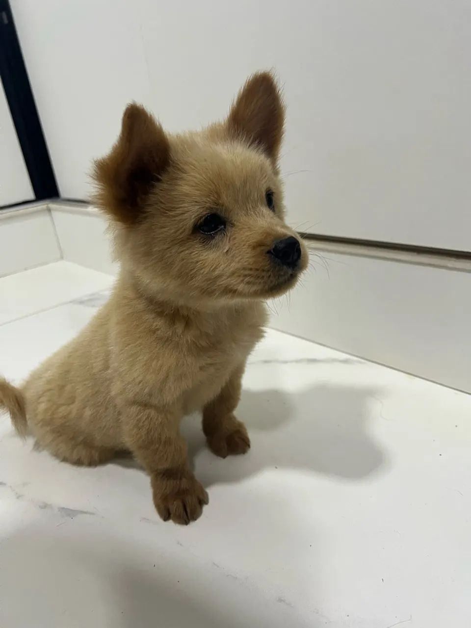 Chow chow