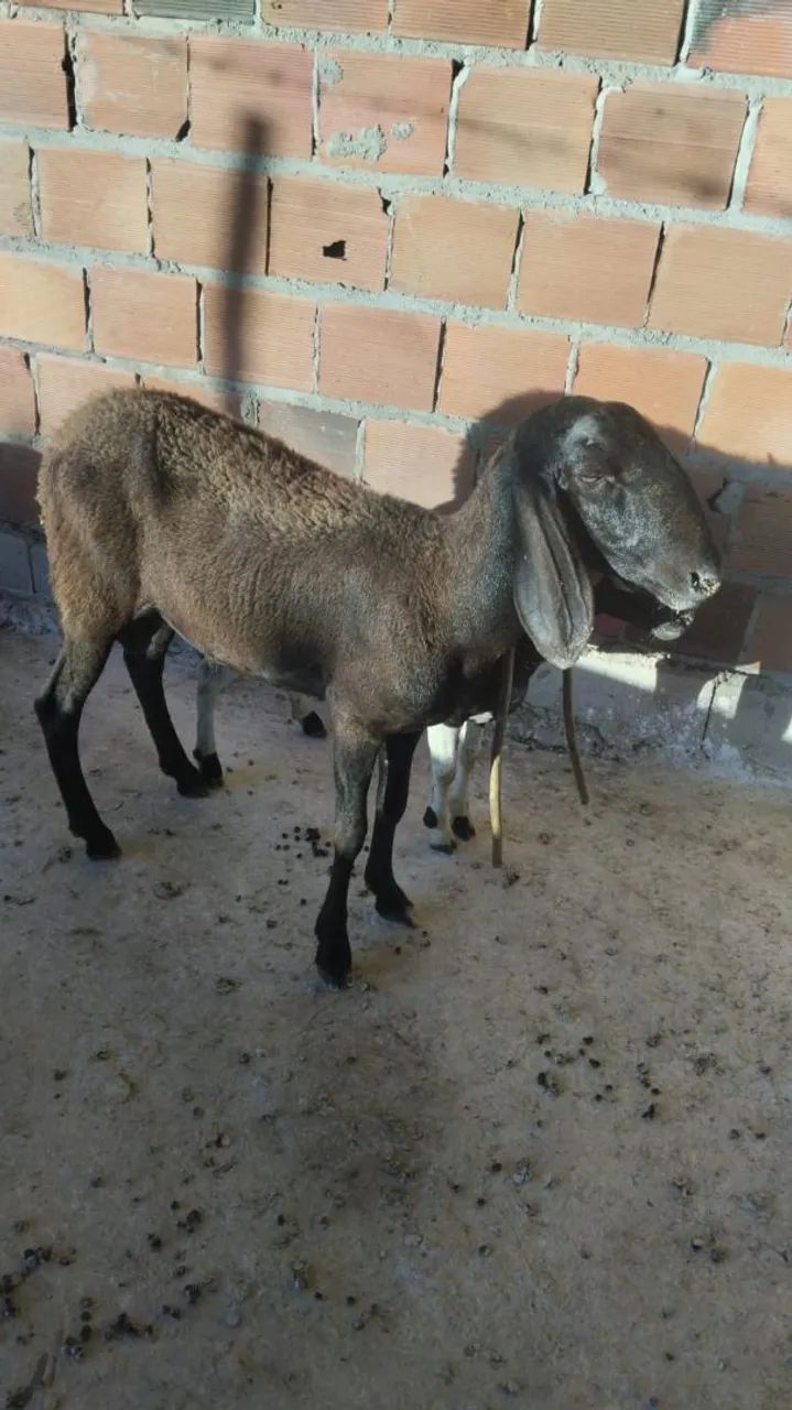 Carneiro Berganês  - Foto 2