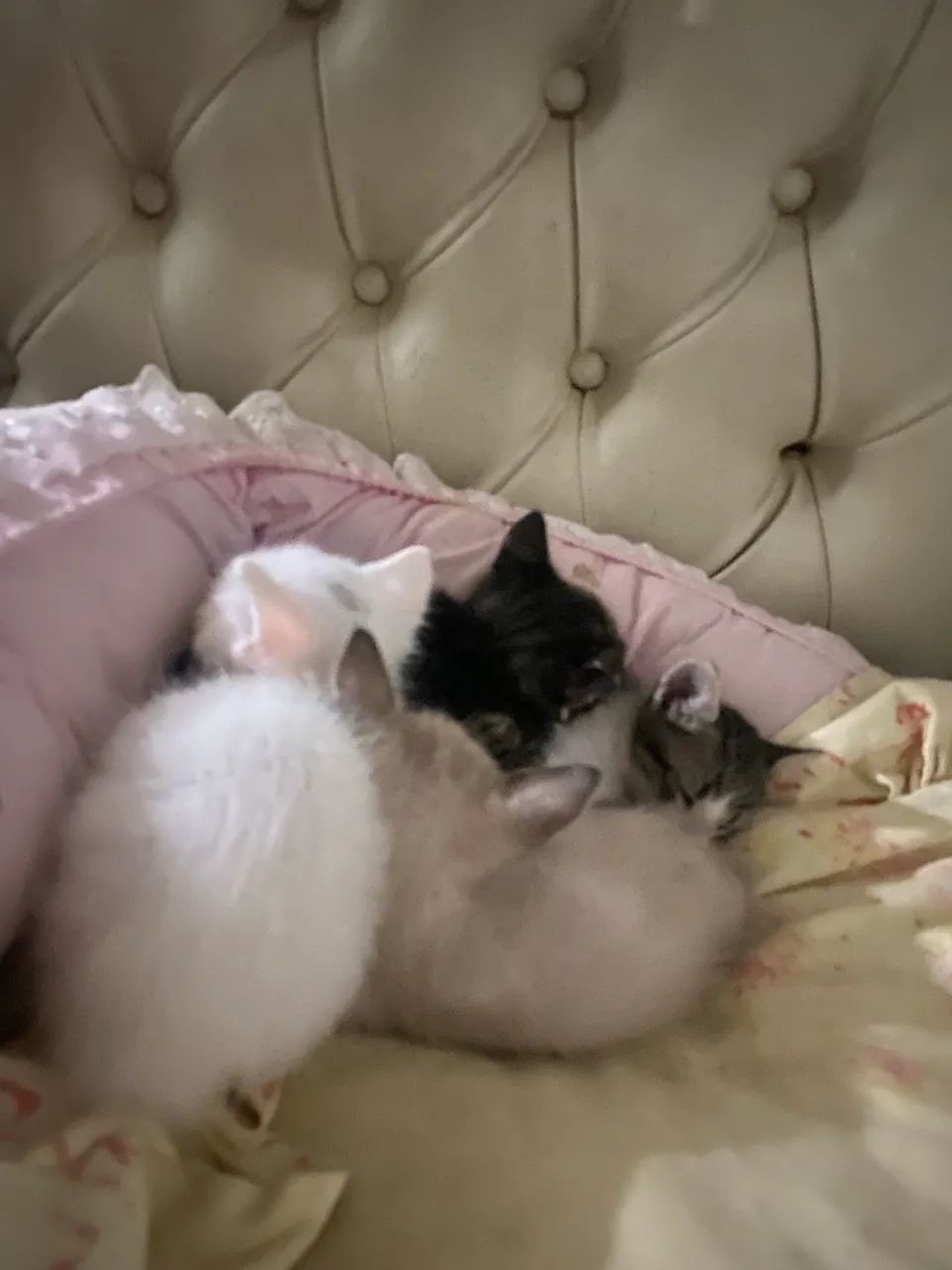 Gatinhos para doação  - Foto 5