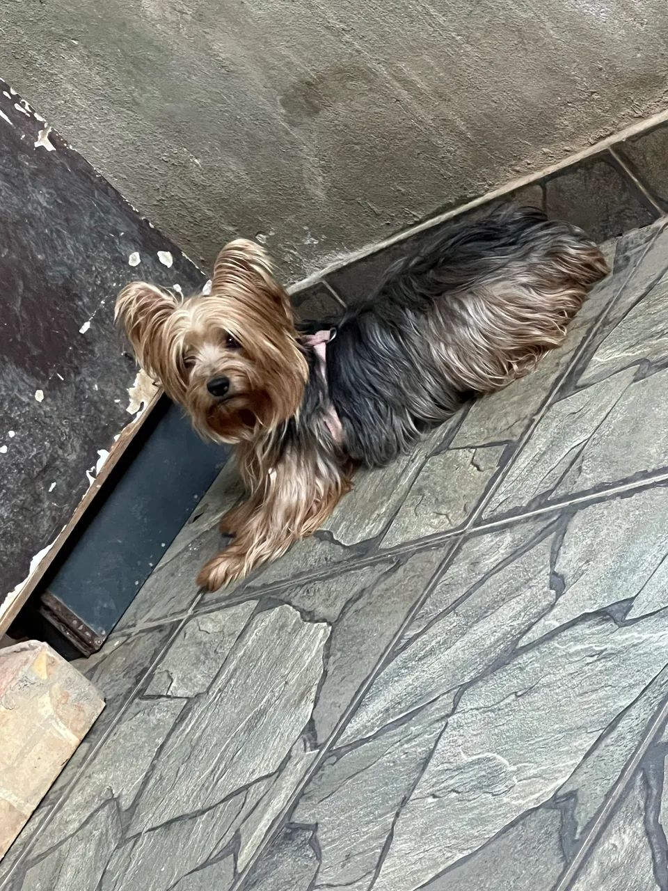 Yorkshire fêmea adulta  - Foto 3