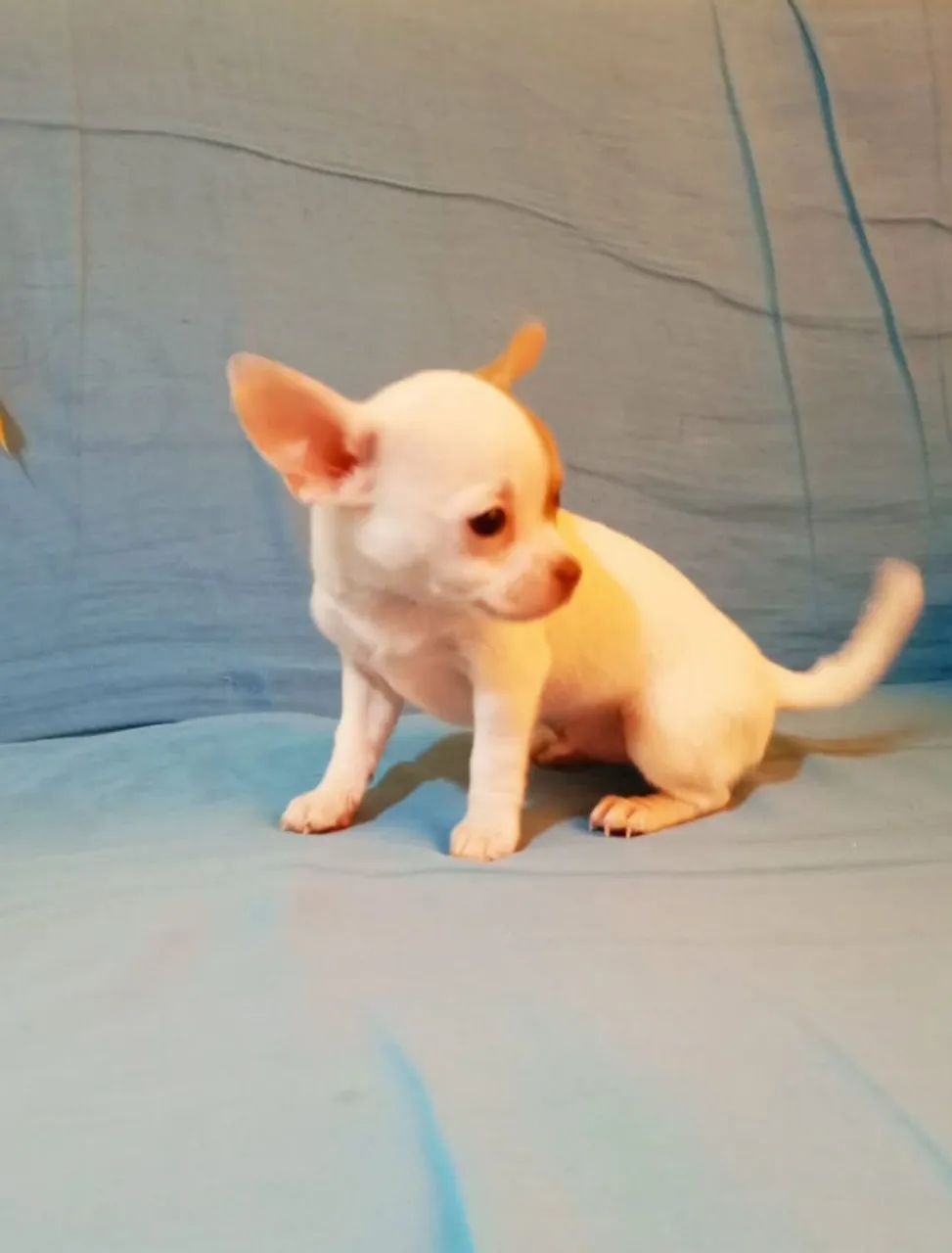 Chihuahua Macho - Foto 5