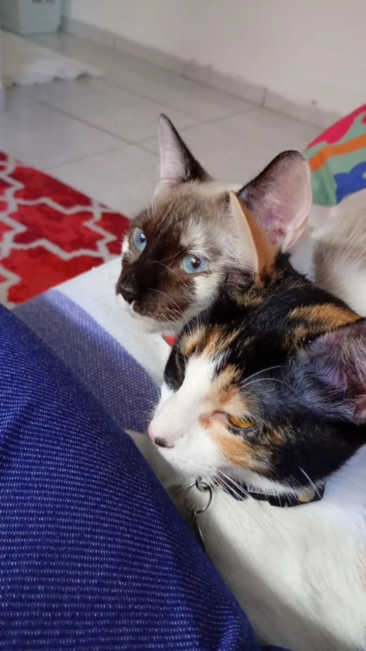 Gatas para adoção - Foto 3