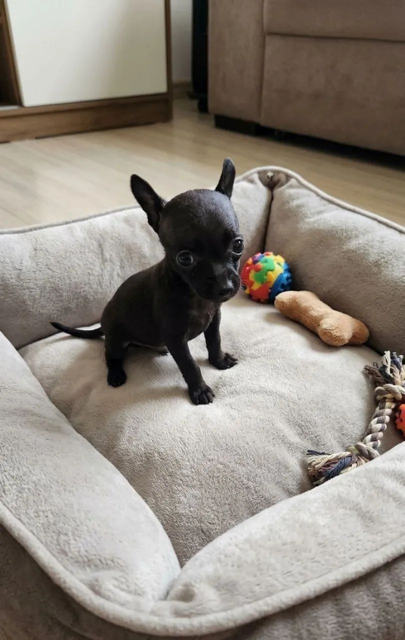 Pinscher 