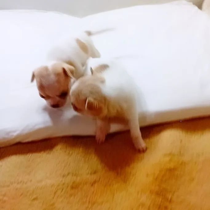 Chihuahua 