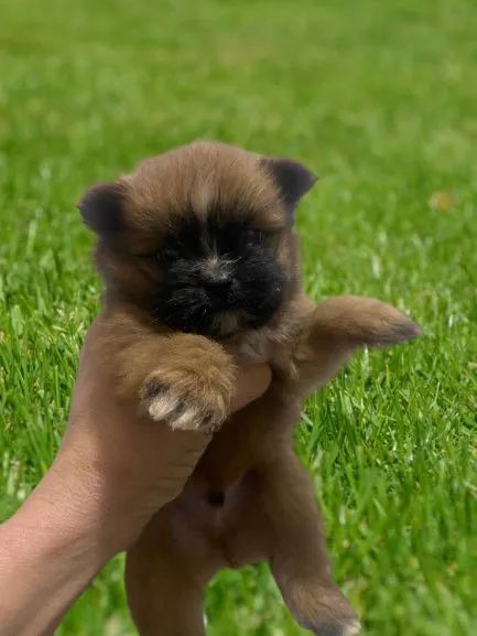 Spitz alemão Lulu da Pomerânia com shitzu 
