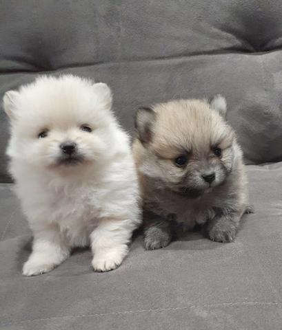Spitz Alemão Anão - Com Pedrigree - Lulu da Pomerania Anão Branco - Foto 3
