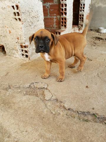 Boxer filhote - Foto 2
