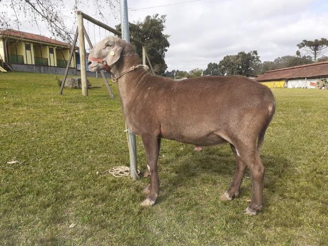 Carneiro