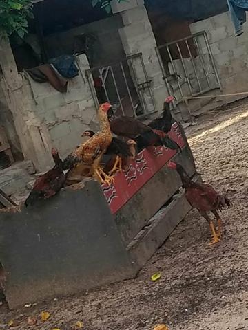 Frangos caipira - Foto 4