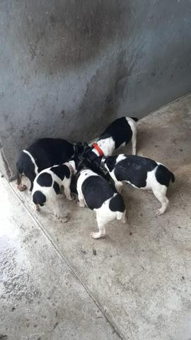 Fox paulistinha - Foto 2