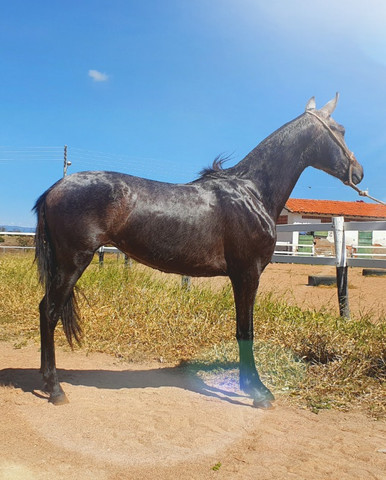 Potra Mangalarga Marchador - Foto 2