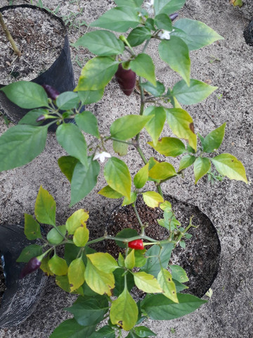 Vendo mudas de pimentas já produzindo - Foto 2