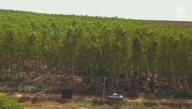 Floresta de Eucalipto.