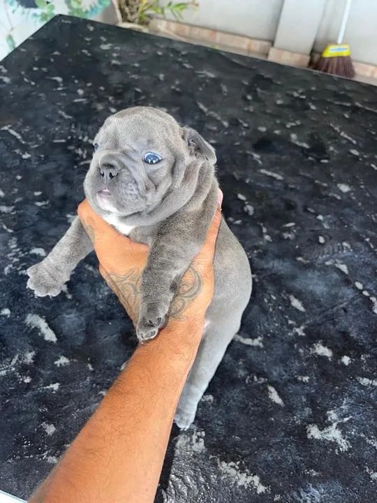 Bulldog francês blue  - Foto 3