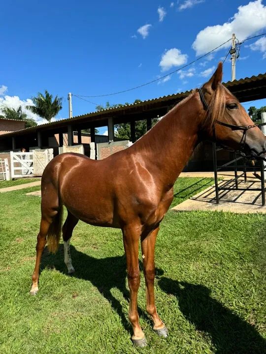 Potro Manga larga Paulista - Foto 2